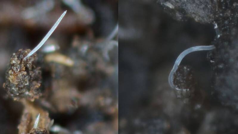 koppert nematodo|Koppert Capirel Casea